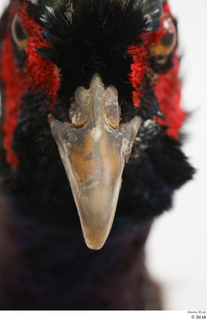 Pheasant  2 beak mouth 0004.jpg